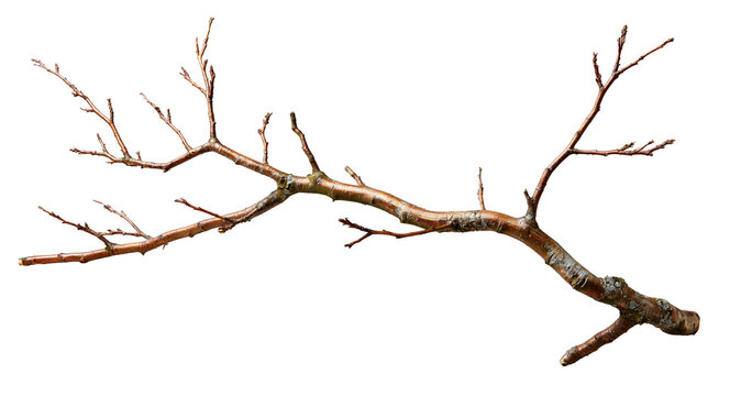 Bare Tree Branch on Transparent Background (PNG style)