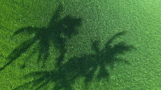 Aerial drone shadow of coconut tree over paddy field
