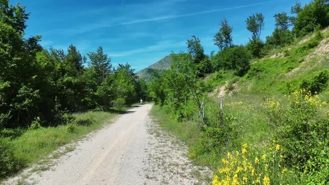 Sentiero sterrato immerso nella vegetazione verde, con cespugli fioriti ai lati e cielo azzurro limpido. Scena naturale tranquilla e luminosa