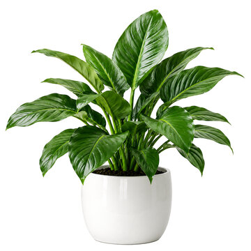 Peace lily houseplant isolated on transparent background in PNG format with glossy green leaves, white ceramic pot, and elegant indoor greenery.