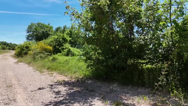 Sentiero sterrato di montagna immerso nella natura incontaminata, costeggiato da alberi frondosi e cespugli verdi sotto un cielo azzurro estivo.