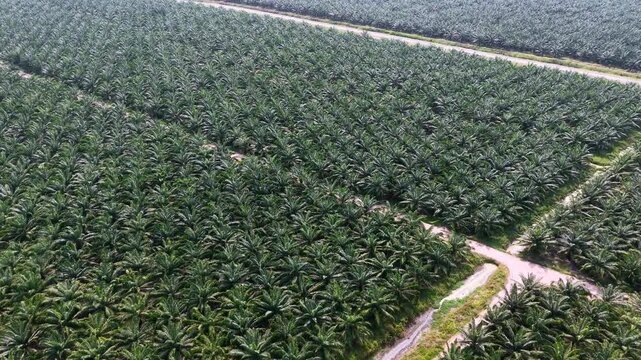 Aerial view of young oil palm plantation rows
