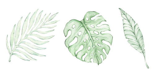 A set of watercolor tropical leaves. Illustrations of monstera leaves, palm leaves, twigs, and leaves. Hand-drawn botanical illustrations featuring tropical exotic plants. © Yana