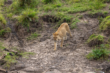 Naklejka premium Lioness descends a muddy eroded riverbank - Masai Mara National Reserve, Kenya, African wildlife safari photography