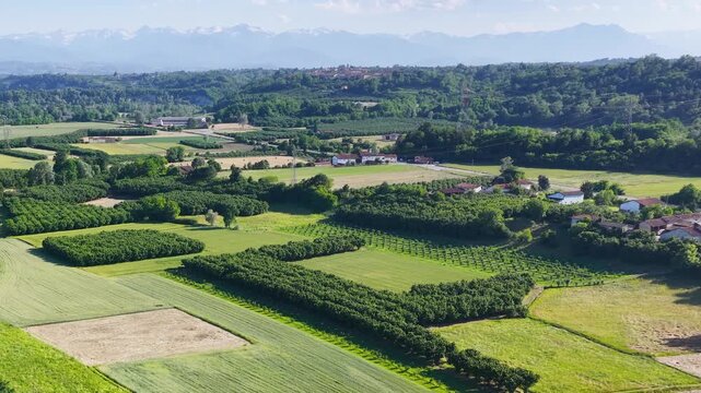 Aerial View of Hazelnut Orchards and Green Fields in Piedmont Italy