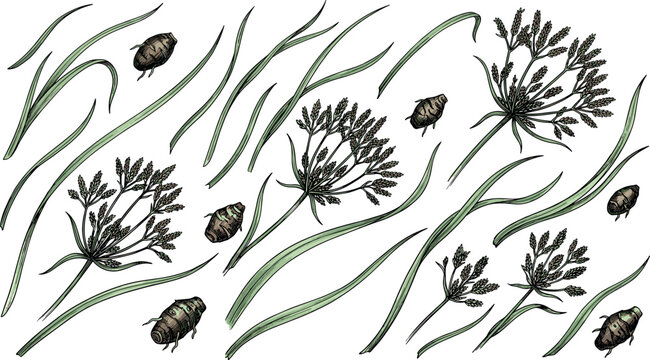 Nut Grass Cyperus Rotundus Botanical Illustration Set with Chufa Tubers Roots Leaves and Flower Umbels Elements for Herbal Medicine Graphic Designs