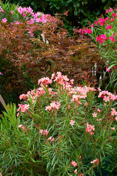 Nerium oleander flowers. Floral background.