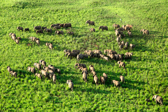 Democratic Republic Of Congo, Aerial view of herd of elephants in Garamba National Park