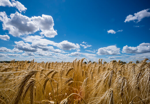 Austria, Hoersching, grain field, barley field