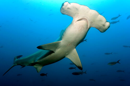 Scalloped hammerhead shark swimming underwater in Galapagos Islands