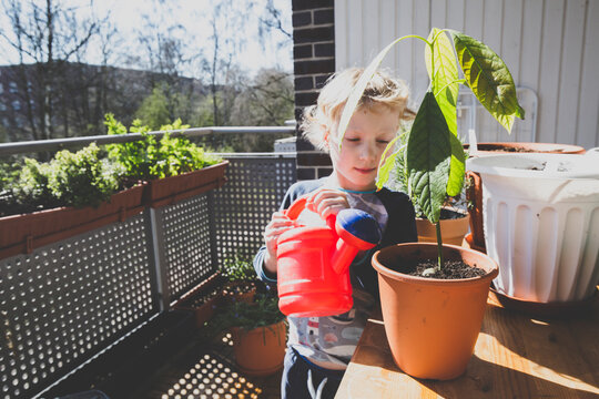 Cute girl watering avocado plant in balcony during sunny day