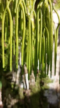 View of lush hanging green clubmoss foliage gently moving in a light breeze. Natural sunlight highlights the vibrant texture of the tropical plant (Huperzia phlegmaria).