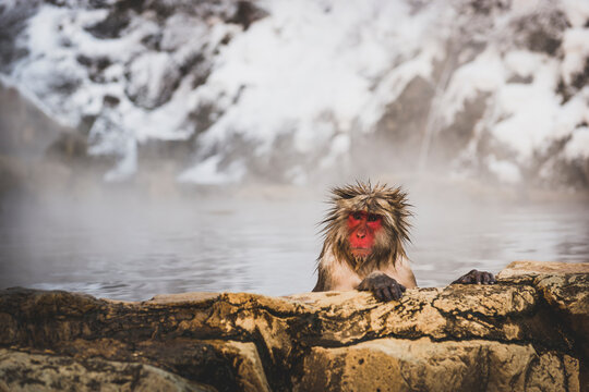 Japan, Yamanouchi, Jigokudani Monkey Park, portrait of bathing red-faced makak