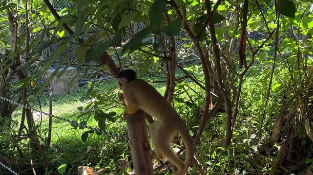 Cute common squirrel monkey (Saimiri) balancing and walking on a rope in a tropical park, Ishigaki Island, Okinawa, Japan