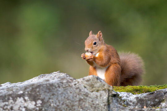 Eurasian red squirrel (Sciurus vulgaris) feeding on nut
