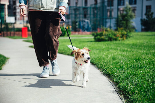 Woman with Jack Russell Terrier walking at park