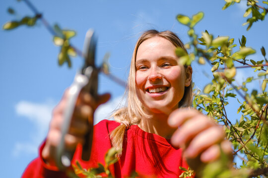 Gardener smiling while pruning bush with shears in spring
