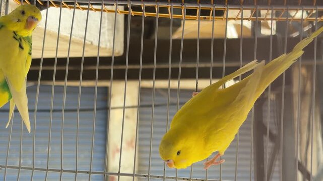 Bright yellow parakeets perched gently on a finger inside a market cage, showcasing vivid feathers and human interaction.