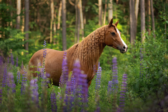 Chestnut arabian horse standing in purple field