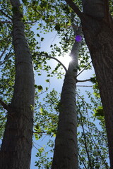 Fototapeta premium tree in the forest