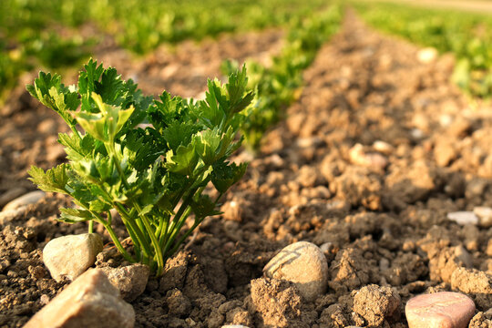 Young celery plants growing in agricultural field