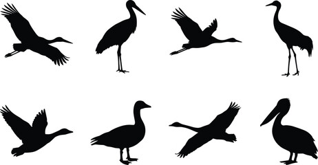Water Bird Silhouette Collection Featuring Cranes Geese Pelicans and Flying Birds © MdRobiul
