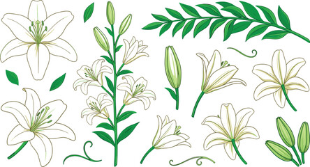 Fototapeta premium Elegant White Lily Botanical Vector Set Featuring Hand Drawn Blooming Easter Lilies, Flower Buds, Green Leaves, and Stems for Sympathy Card Designs