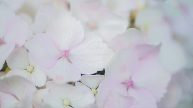 blush hydrangea closeup background in soft pastel white and pink