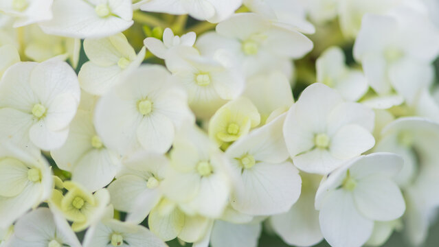 white hydrangea bloom macro background