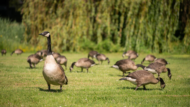 flock of canada or canadian geese foraging on green field of grass; one looking