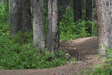 Fototapeta premium path in the forest, footpath in the woods,forest, nature, tree, path, wood, landscape, trail, environment, outdoors, rural, Canada, Canadian Rockies, Alberta