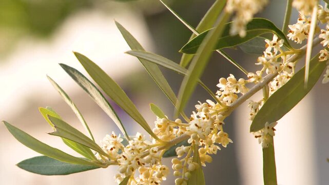 Blooming Olive Tree Branch with Small White Flowers in Sunlight