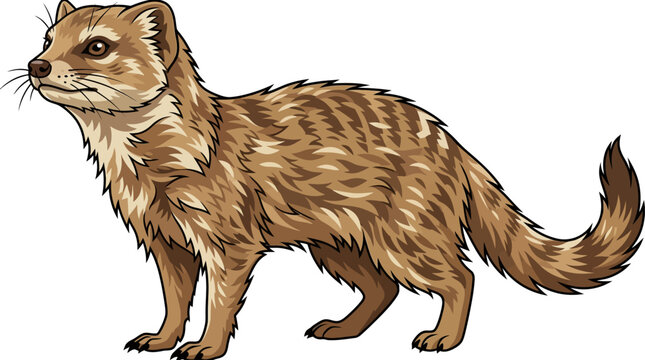 A drawing of a brown mongoose standing.