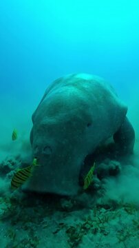 Vertical footage, Front portrait of Sea Cow feeding algae on seabed accompanied by school of Golden kingfish, Sea Cow, Dugong dugon with Golden Trevally, Gnathanodon speciosus