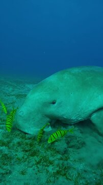 Vertical footage, Close up of Sea Cow grazing on sandy bottom covered with green sea grass, Slow motion of Sea Cow, Dugong dugon on seabed with shoal of Golden Trevally, Gnathanodon speciosus
