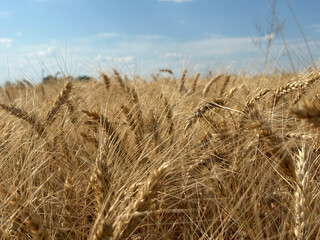 Fototapeta premium Golden wheat field close up with ripe grain under blue summer sky