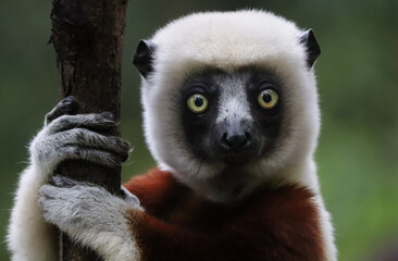 Fototapeta premium Coquerel’s Sifaka Lemur Clinging to Tree with Direct Gaze