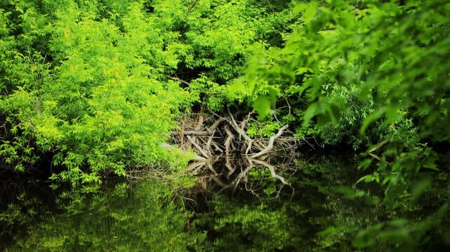 Lush green trees and bushes create vibrant backdrop along tranquil water edge. Exposed tree roots and fallen branches protrude from dark water, their forms perfectly mirrored. Scene evokes natural bea