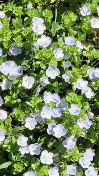 spring meadow with flowering small blue flowers herb Persian Speedwell (Veronica persica) shivering in the wind top view 4k vertical video