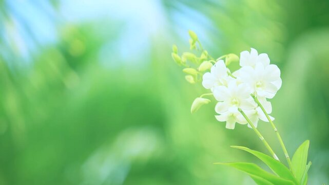風に揺れる白いランの花