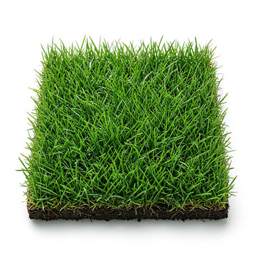 Square patch of green grass sod turf sample isolated on white background for lawn landscaping design