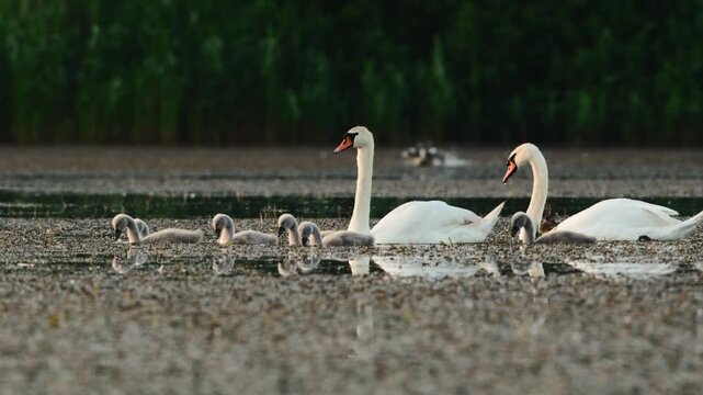 Two adult white swans lead several small gray cygnets swimming on calm lake water at dawn.