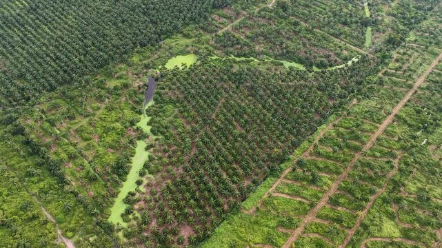 Aerial footage showing organized oil palm plantation plots and drainage channels.