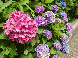 Fototapeta premium Vibrant pink and purple hydrangeas blooming beautifully along a path in Kamakura, Kanagawa, Japan