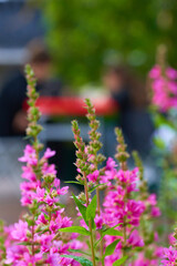Obraz premium Beautiful street flowers in the city. Floral background.
