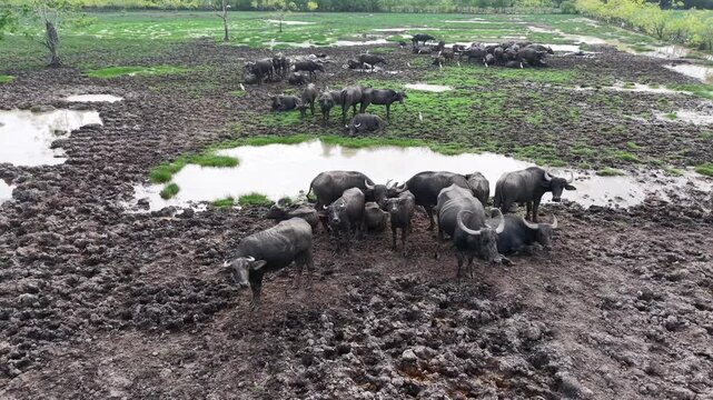 Drone footage of water buffalo herd standing on muddy grassland with shallow pools.