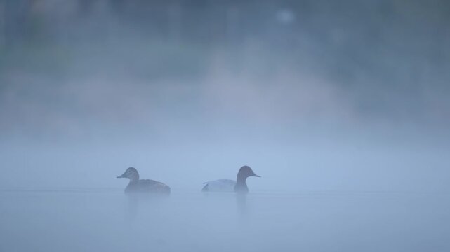 Two ducks, including a male Canvasback, swim on a calm foggy lake surface at sunrise
