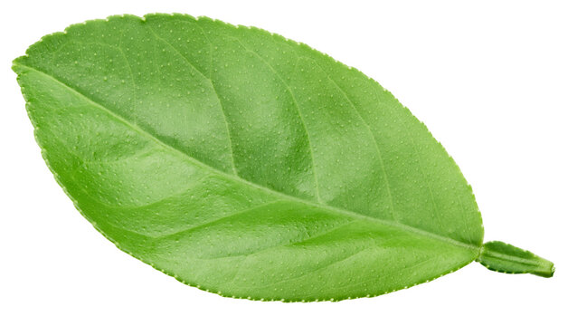 Lemon leaf isolated on white background. Green fresh lemon leaf with clipping path