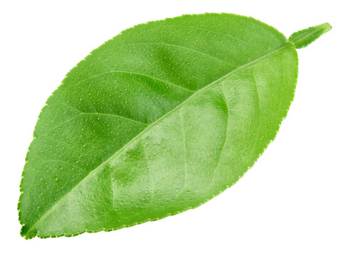 Organic lemon leaf close up. lemon leaf isolated on white background with clipping path