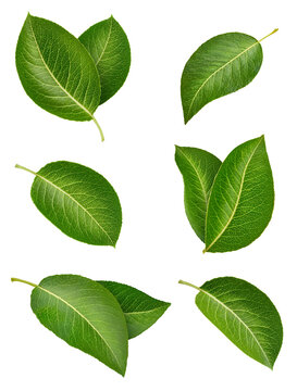 Pear leaves set isolated on white background. Green fresh leaves pear collection with clipping path